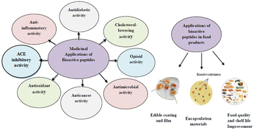 Graphical abstract: A review of bioactive peptides as functional food ingredients: mechanisms of action and their applications in active packaging and food quality improvement