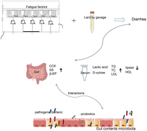 Graphical abstract: Gut content microbiota dysbiosis and dysregulated lipid metabolism in diarrhea caused by high-fat diet in a fatigued state