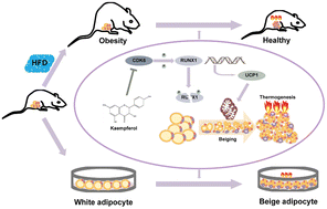 Graphical abstract: Kaempferol regulates the thermogenic function of adipocytes in high-fat-diet-induced obesity via the CDK6/RUNX1/UCP1 signaling pathway