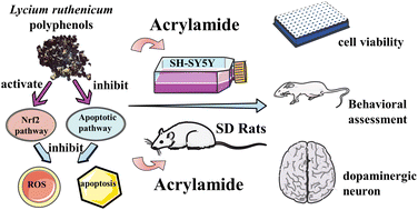 Graphical abstract: Protective effect and mechanism of Lycium ruthenicum polyphenols against acrylamide-induced neurotoxicity