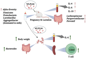 Graphical abstract: Maternal supplementation with human milk-derived Lactiplantibacillus plantarum WLPL04 affects the immunity and gut microbiota of offspring rats