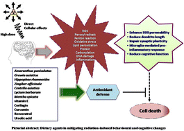 Graphical abstract: Neuroprotective effects of dietary plants and phytochemicals against radiation-induced cognitive and behavioral deficits: a comprehensive review of evidence and prospects for future research
