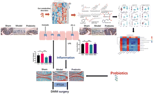 Graphical abstract: Prebiotics alleviate cartilage degradation and inflammation in post-traumatic osteoarthritic mice by modulating the gut barrier and fecal metabolomics