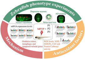 Graphical abstract: The molecular mechanism of three novel peptides from C-phycocyanin alleviates MPTP-induced Parkinson's disease-like pathology in zebrafish