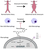 Graphical abstract: Pterostilbene alleviates abdominal aortic aneurysm via inhibiting macrophage pyroptosis by activating the miR-146a-5p/TRAF6 axis