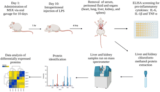 Graphical abstract: Uncovering the anti-inflammatory mechanisms of phenolic-enriched maple syrup extract in lipopolysaccharide-induced peritonitis in mice: insights from data-independent acquisition proteomics analysis