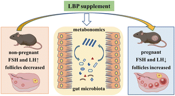 Graphical abstract: Integrated gut microbiota and fecal metabolome analyses of the effect of Lycium barbarum polysaccharide on d-galactose-induced premature ovarian insufficiency