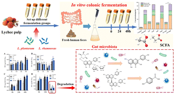 Graphical abstract: Lychee pulp phenolics fermented by mixed lactic acid bacteria strains promote the metabolism of human gut microbiota fermentation in vitro