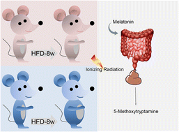 Graphical abstract: High-fat diet alters the radiation tolerance of female mice and the modulatory effect of melatonin