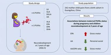 Graphical abstract: Association between maternal erythrocyte PUFAs during pregnancy and neurodevelopment in children at 2 years of age: a birth cohort study