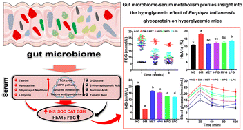 Graphical abstract: Gut microbiome–serum metabolic profiles: insight into the hypoglycemic effect of Porphyra haitanensis glycoprotein on hyperglycemic mice