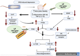 Graphical abstract: Unleashing lactoferrin's antidepressant potential through the PI3K/Akt/mTOR pathway in chronic restraint stress rats