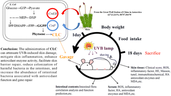 Graphical abstract: Beneficial effect of ζ-carotene-like compounds on acute UVB irradiation by alleviating inflammation and regulating intestinal flora