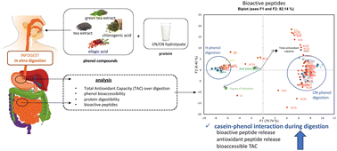 Graphical abstract: Casein–phenol interactions occur during digestion and affect bioactive peptide and phenol bioaccessibility