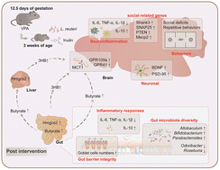 Graphical abstract: A synbiotic formulation of Lactobacillus reuteri and inulin alleviates ASD-like behaviors in a mouse model: the mediating role of the gut–brain axis