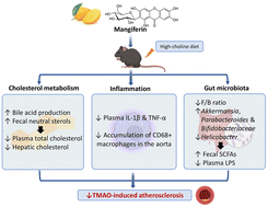 Graphical abstract: Mangiferin alleviates trimethylamine-N-oxide (TMAO)-induced atherogenesis and modulates gut microbiota in mice