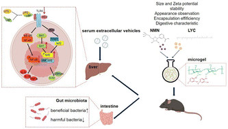 Graphical abstract: Preparation of microgels loaded with lycopene/NMN and their protective mechanism against acute liver injury