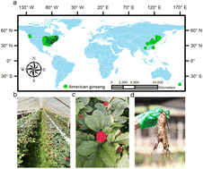 Graphical abstract: A systematic review of ginsenoside biosynthesis, spatiotemporal distribution, and response to biotic and abiotic factors in American ginseng