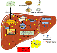 Graphical abstract: Hepatoprotective efficacy and interventional mechanism of the panaxadiol saponin component in high-fat diet-induced NAFLD mice