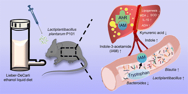 Graphical abstract: Indole-3-acetamide from gut microbiota activated hepatic AhR and mediated the remission effect of Lactiplantibacillus plantarum P101 on alcoholic liver injury in mice