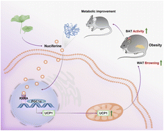 Graphical abstract: Nuciferine prevents obesity by activating brown adipose tissue