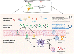 Graphical abstract: The maca protein ameliorates DSS-induced colitis in mice by modulating the gut microbiota and production of SCFAs