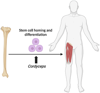 Graphical abstract: Cordyceps sinensis accelerates stem cell recruitment to human skeletal muscle after exercise