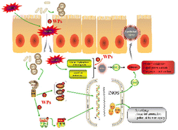 Graphical abstract: Wheat peptides inhibit the activation of MAPK and NF-κB inflammatory pathways and maintain epithelial barrier integrity in NSAID-induced intestinal epithelial injury