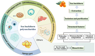 Graphical abstract: Medicinal and edible polysaccharides from ancient plants: extraction, isolation, purification, structure, biological activity and market trends of sea buckthorn polysaccharides