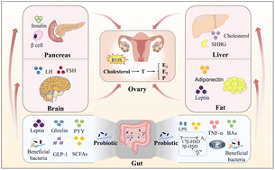 Graphical abstract: Mechanisms of probiotic modulation of ovarian sex hormone production and metabolism: a review