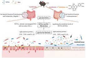 Graphical abstract: Dietary nobiletin regulated cefuroxime- and levofloxacin-associated “gut microbiota-metabolism” imbalance and intestinal barrier dysfunction in mice