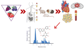 Graphical abstract: Effectiveness of anthocyanin-containing foods and nutraceuticals in mitigating oxidative stress, inflammation, and cardiovascular health-related biomarkers: a systematic review of animal and human interventions