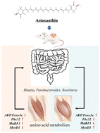 Graphical abstract: Astaxanthin slows down skeletal muscle atrophy in H22 tumor-bearing mice during sorafenib treatment by modulating the gut microbiota