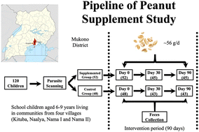 Graphical abstract: Peanut supplementation affects compositions and functions of gut microbiome in Ugandan children
