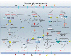 Graphical abstract: Estrogen receptor-mediated health benefits of phytochemicals: a review