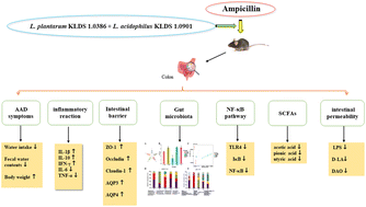 Graphical abstract: Milk-derived Lactobacillus with high production of short-chain fatty acids relieves antibiotic-induced diarrhea in mice