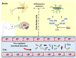 Graphical abstract: Orally administered neohesperidin attenuates MPTP-induced neurodegeneration by inhibiting inflammatory responses and regulating intestinal flora in mice