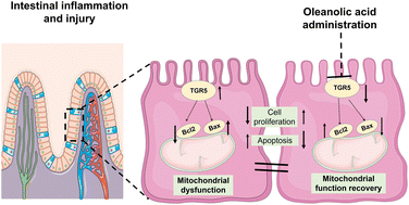 Graphical abstract: Oleanolic acid alleviate intestinal inflammation by inhibiting Takeda G-coupled protein receptor (TGR) 5 mediated cell apoptosis