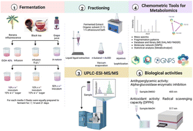 Graphical abstract: Unveiling chemical responses in the kombucha-based fermentation of black tea, banana flower, and grape juice: LC-ESIMS, GNPS, MS-DIAL, and MS-FINDER-assisted chemical characterization