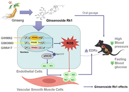 Graphical abstract: Ginsenoside Rk1 improves endothelial function in diabetes through activating peroxisome proliferator-activated receptors