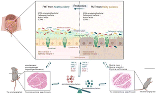 Graphical abstract: Effect of Lactobacillus plantarum BFS1243 on a female frailty model induced by fecal microbiota transplantation in germ-free mice