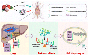 Graphical abstract: Litchi pulp-derived gamma-aminobutyric acid (GABA) extract counteracts liver inflammation induced by litchi thaumatin-like protein