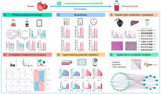Graphical abstract: Probiotic-fermented tomato with hepatic lipid metabolism modulation effects: analysis of physicochemical properties, bioactivities, and potential bioactive compounds
