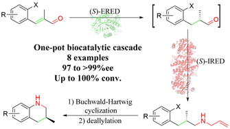 Graphical abstract: Chemo-enzymatic synthesis of chiral 3-substituted tetrahydroquinolines by a sequential biocatalytic cascade and Buchwald–Hartwig cyclization