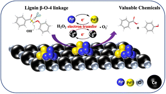 Graphical abstract: Selective C–C bond cleavage of oxidized lignin in an aqueous phase under mild conditions