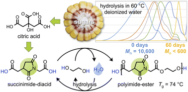 Graphical abstract: Renewable and water-degradable polyimide-esters from citric acid