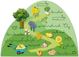 Graphical abstract: Green and sustainable natural derived polysulfides for a broad range of applications