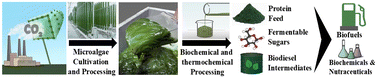 Graphical abstract: Potential of using microalgae to sequester carbon dioxide and processing to bioproducts