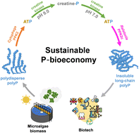 Graphical abstract: One-pot chemo-enzymatic synthesis and one-step recovery of length-variable long-chain polyphosphates from microalgal biomass