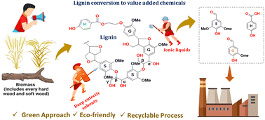 Graphical abstract: Recent advances in catalytic conversion of lignin to value-added chemicals using ionic liquids and deep eutectic solvents: a critical review